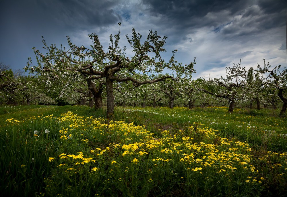 Фотографія Весна в старом саду / Александр Соленцов / photographers.ua