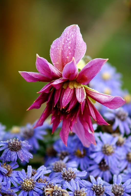 Фотографія утро цветов / Игорь Весненко / photographers.ua