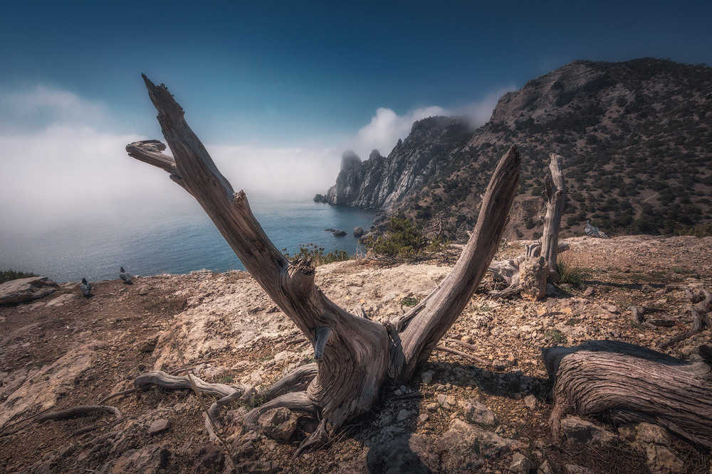 Фотографія Рогатка и голуби / Олег Сорокин / photographers.ua