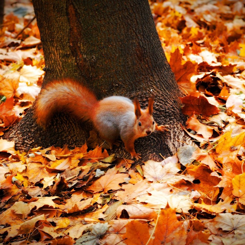 Фотографія Животные / Вертелецкая Елена / photographers.ua