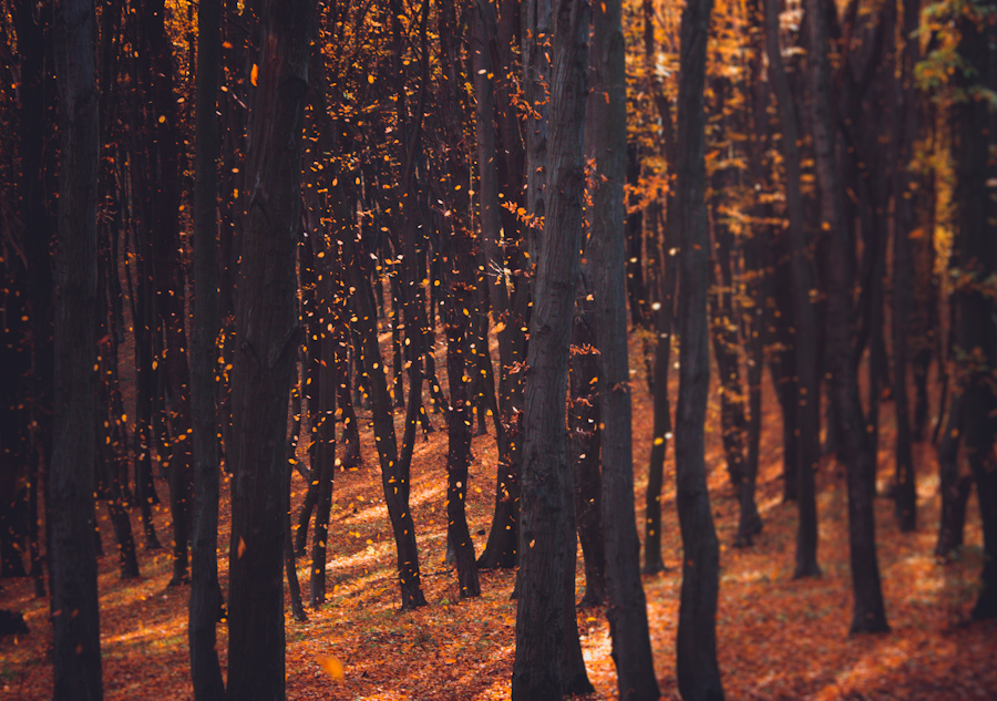 Фотографія Фолін лівс) / andrew konyk / photographers.ua