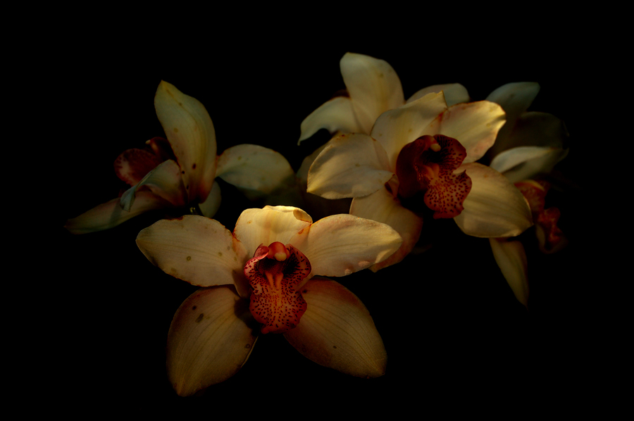 Фотографія Дикая орхидея / _ Автор _ / photographers.ua