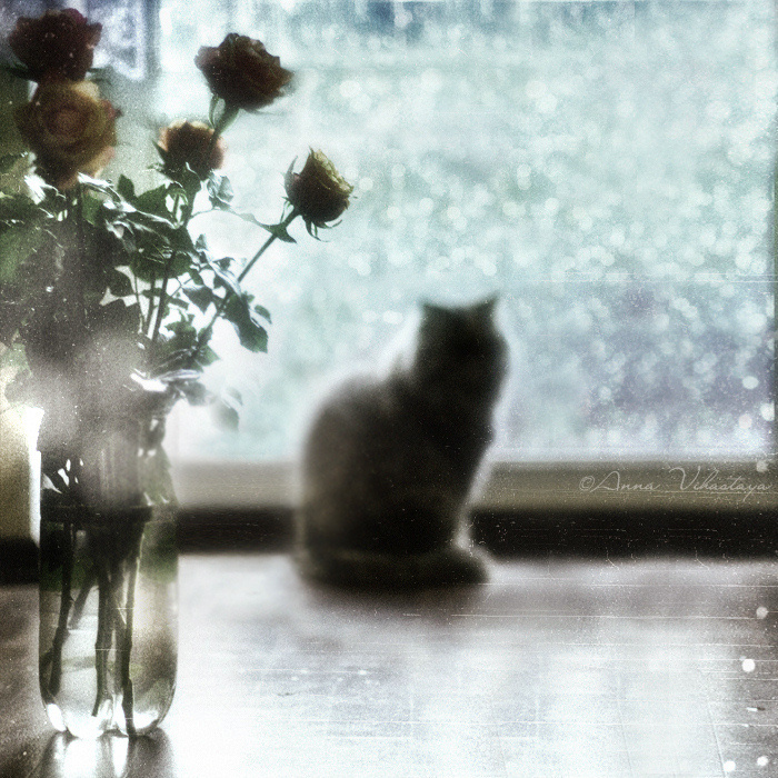 Фотографія Снежный день... / Анна Вихастая / photographers.ua