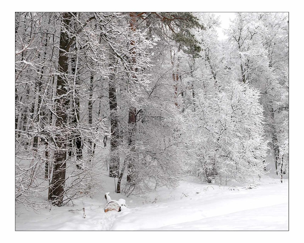 Фотографія про зиму / Павлюк Александр / photographers.ua