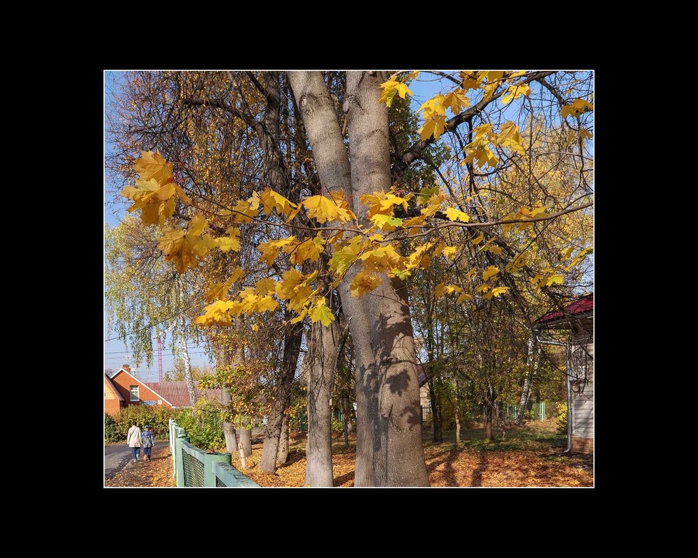 Фотографія За забором осень / Павлюк Александр / photographers.ua