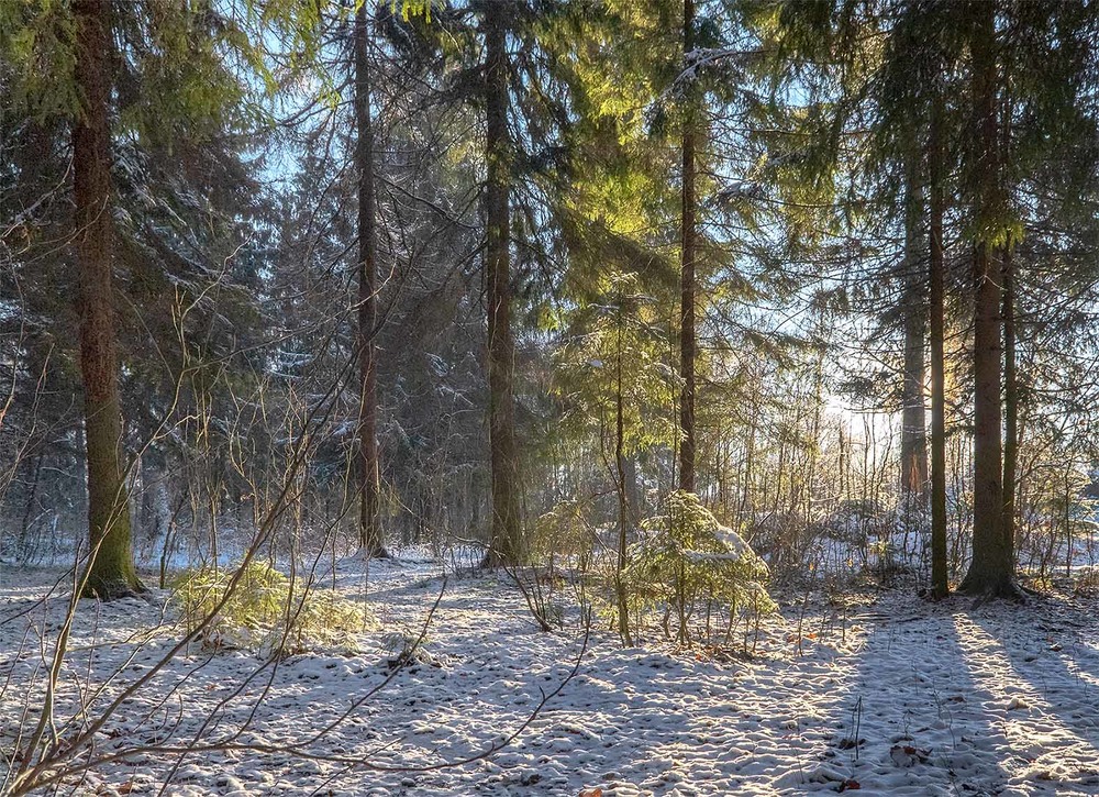 Фотографія В лесу. / Павлюк Александр / photographers.ua