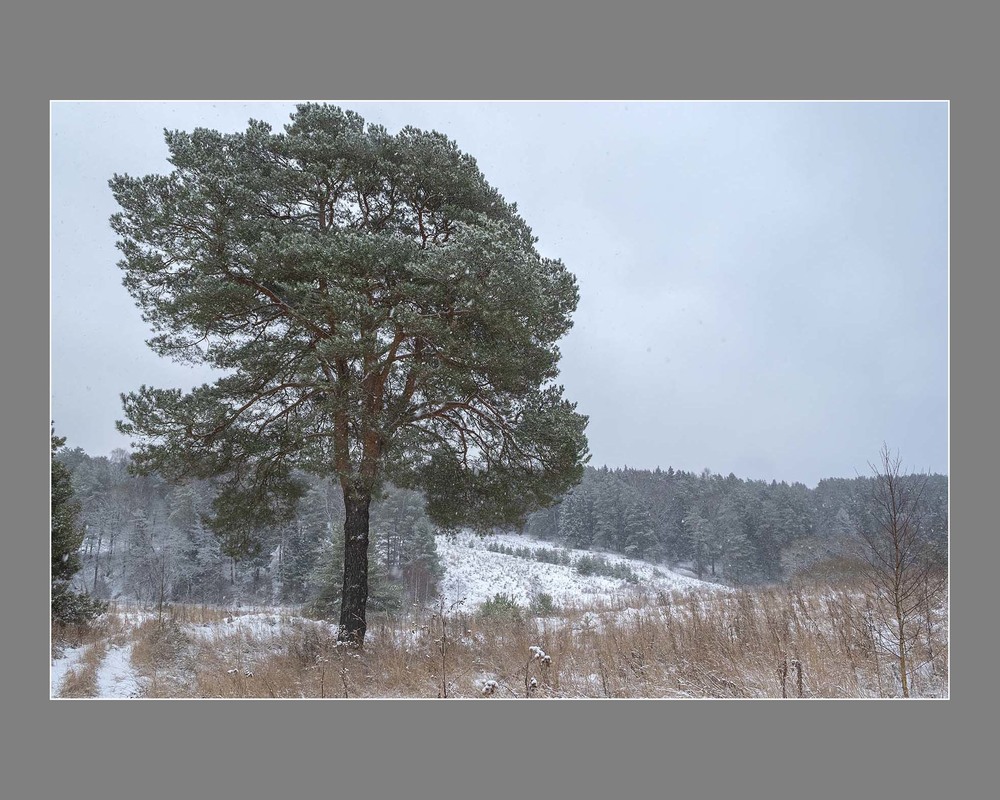 Фотографія А снег идет / Павлюк Александр / photographers.ua