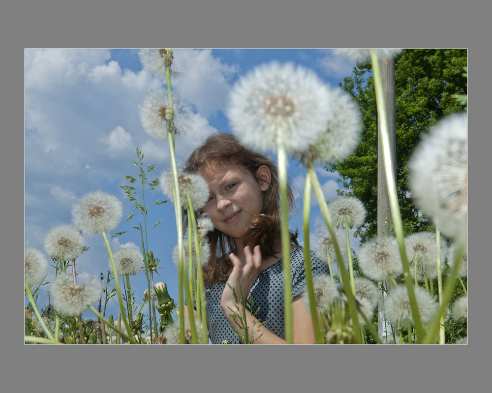 Фотографія Одуванчики / Павлюк Александр / photographers.ua