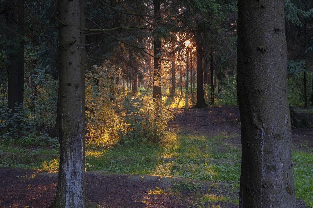Фотографія Утро в лесу / Павлюк Александр / photographers.ua