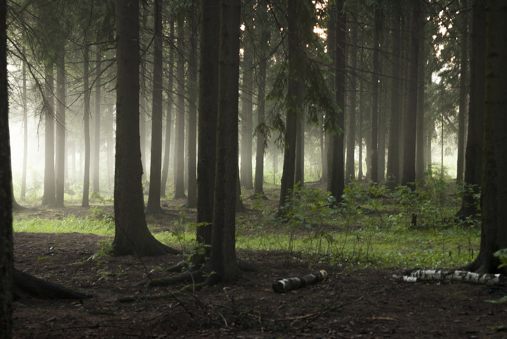 Фотографія Утро в лесу / Павлюк Александр / photographers.ua