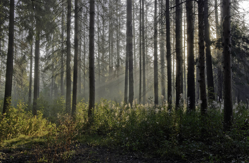 Фотографія Утро в лесу. / Павлюк Александр / photographers.ua