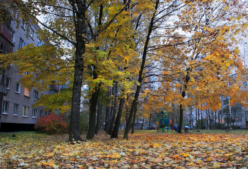 Фотографія Осень во дворе / Павлюк Александр / photographers.ua