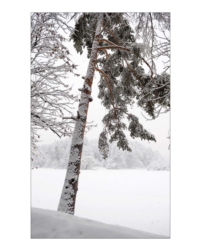 Фотографія Про зиму. / Павлюк Александр / photographers.ua