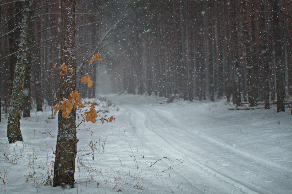 Фотографія падал снег ... / Михаил Мочалов / photographers.ua