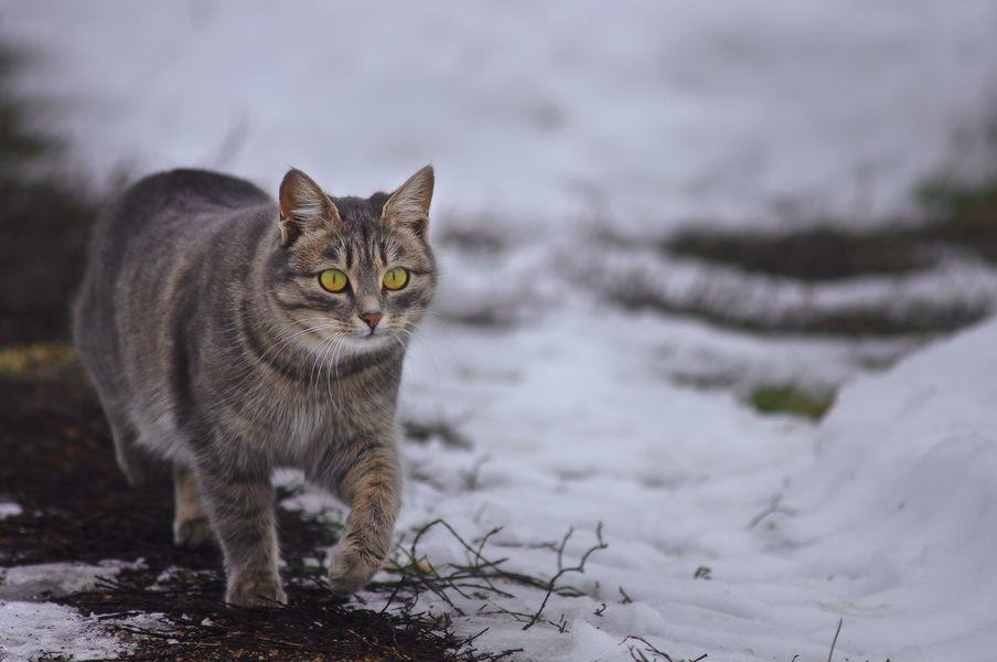 Фотографія котофото ... ))) на охоте / Михаил Мочалов / photographers.ua