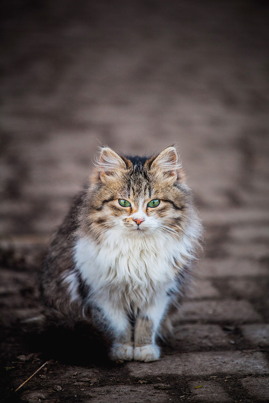 Фотографія Животные / Макарчук Олександр / photographers.ua