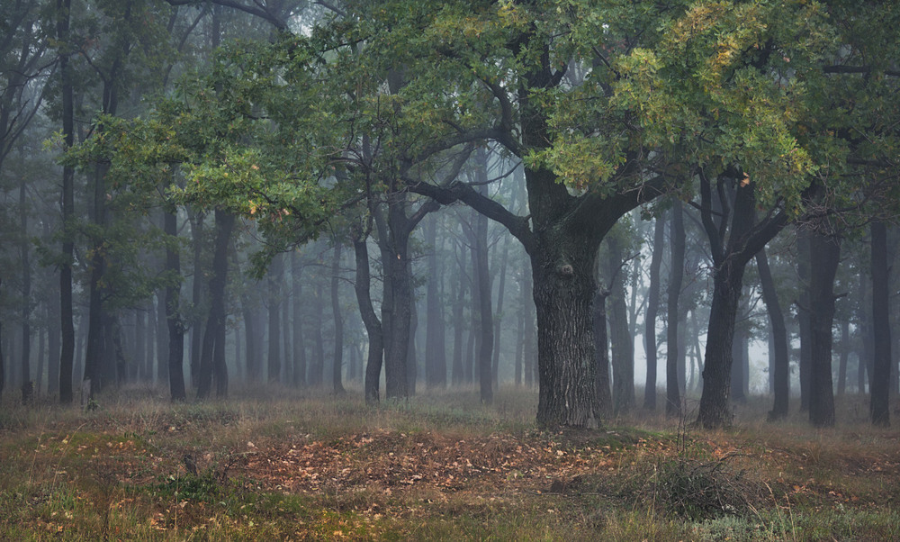 Фотографія В дубовом лесу / Олег Кругляк / photographers.ua