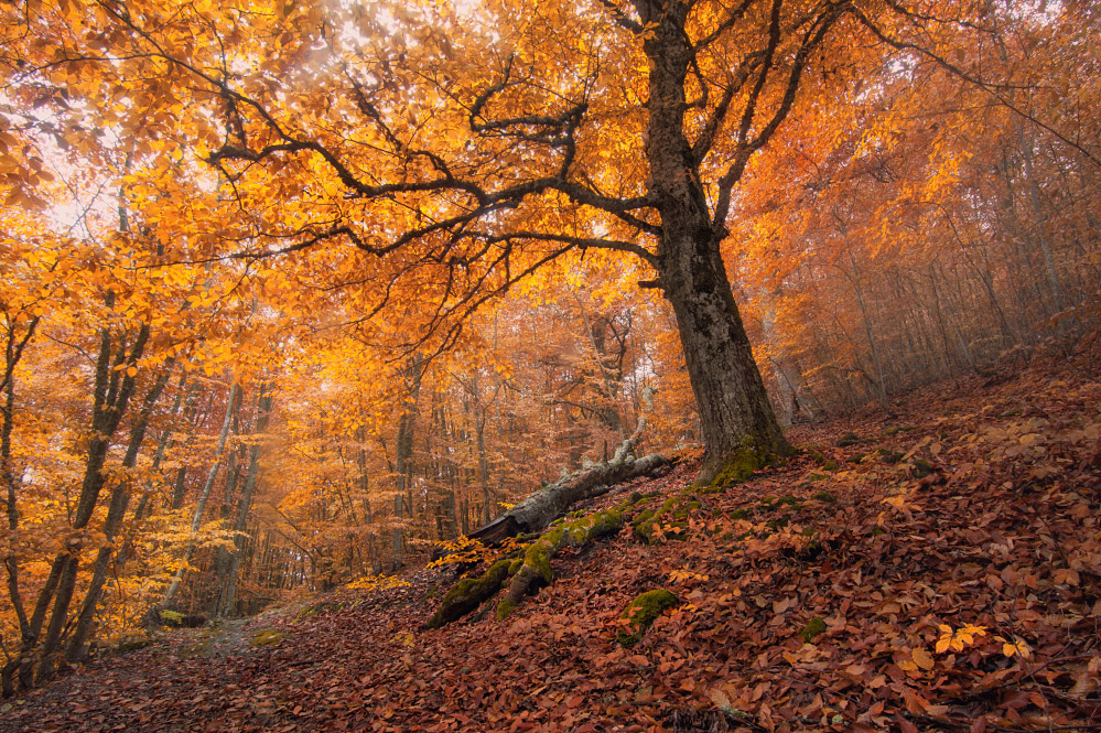 Фотографія Осенний лес / Олег Кругляк / photographers.ua