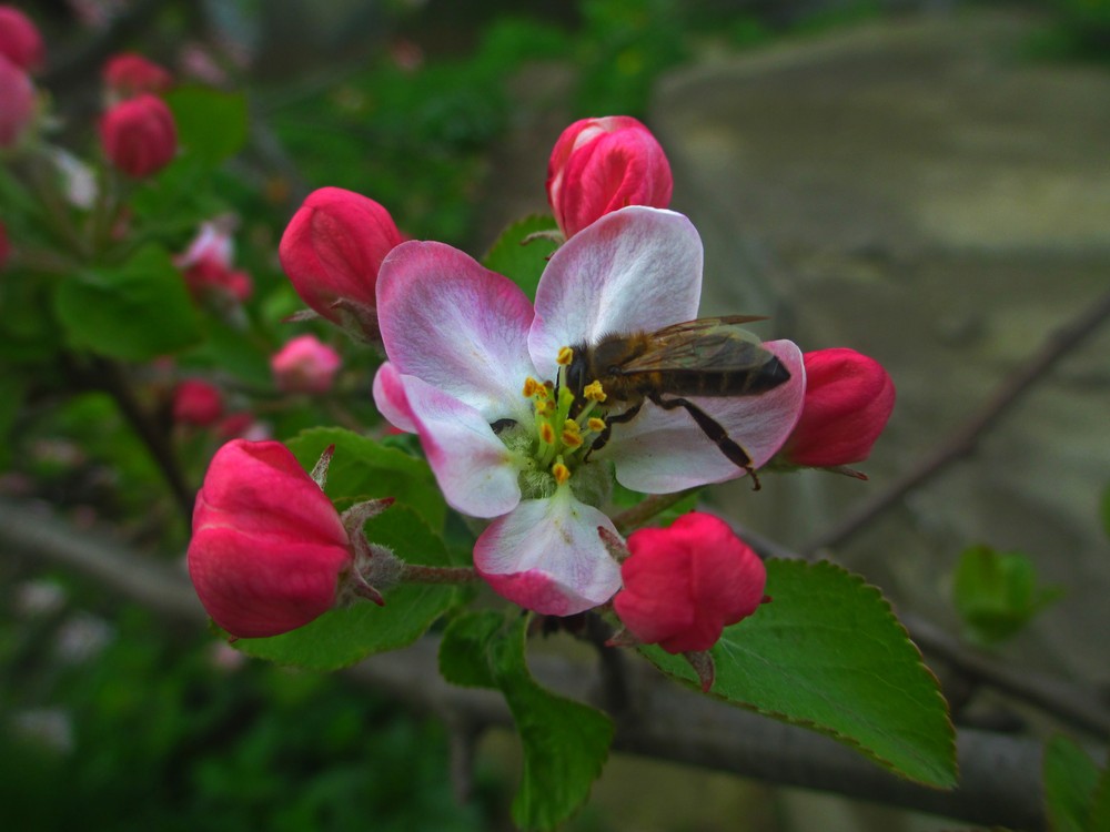 Фотографія Пчела на цветке яблони. / Андрей Балабуха / photographers.ua