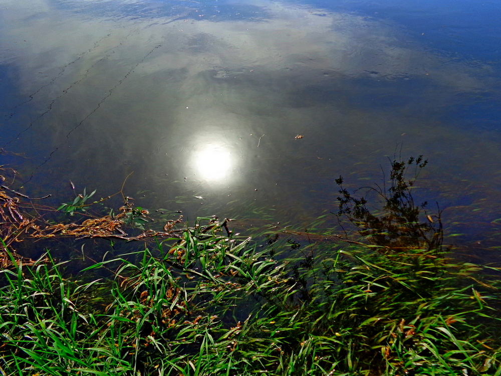 Фотографія Зайчик солнечный в реке. / Андрей Балабуха / photographers.ua