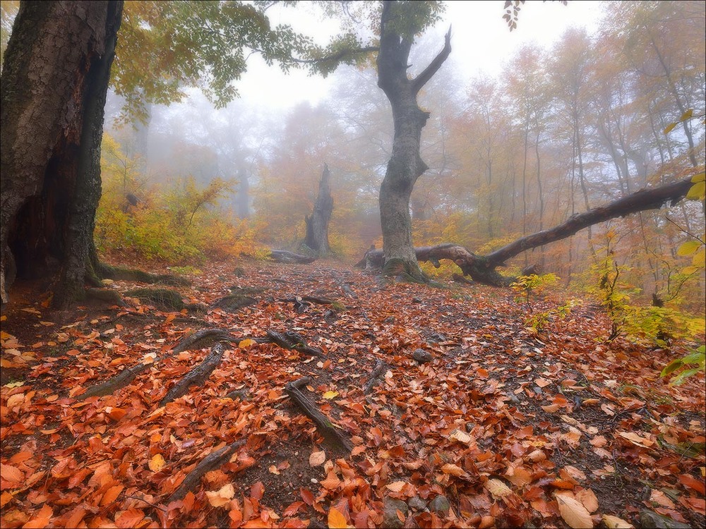 Фотографія Утро в лесу / Roman Stativka / photographers.ua