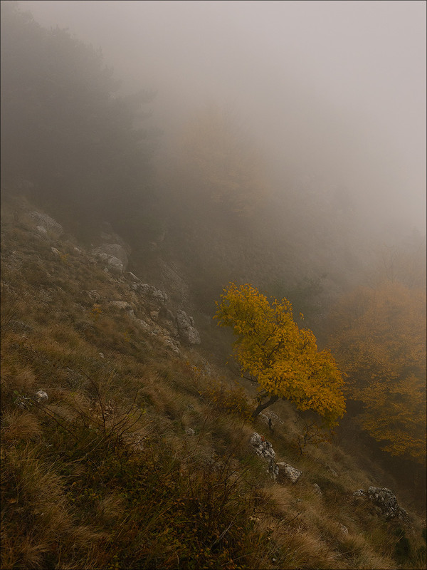 Фотографія Туманными склонами / Roman Stativka / photographers.ua