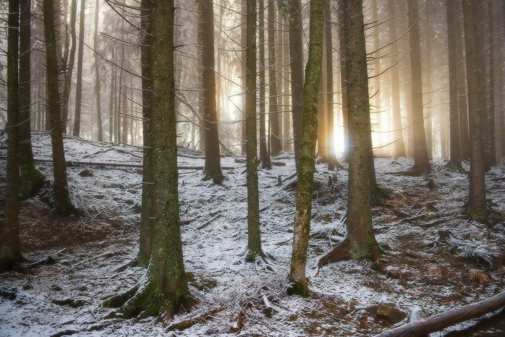 Фотографія Ёлки-палки лес густой или встречая утро в лесу / Roman Stativka / photographers.ua