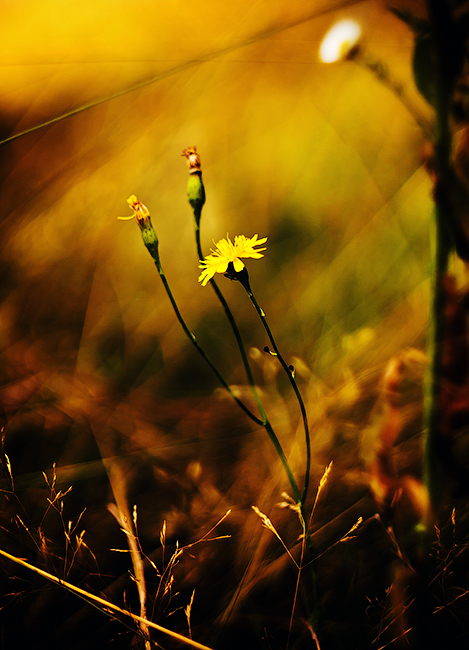 Фотографія Color / Andrey Salomatin / photographers.ua