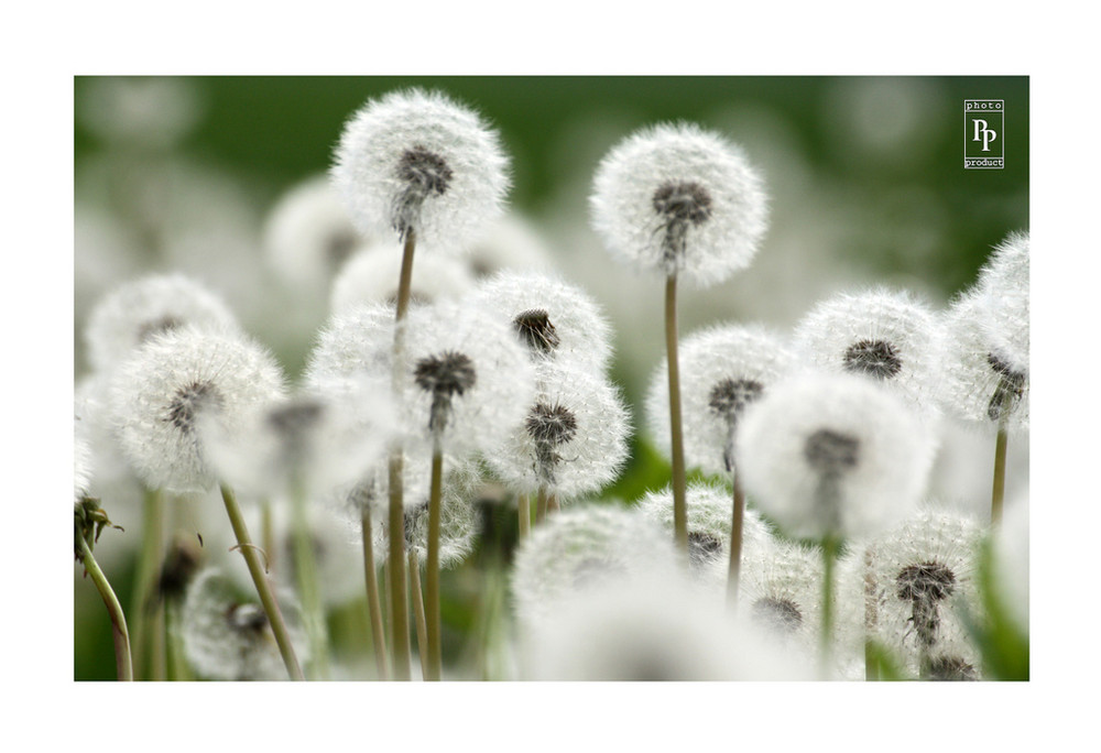 Фотографія кульбабки / Ihor Bilyk / photographers.ua