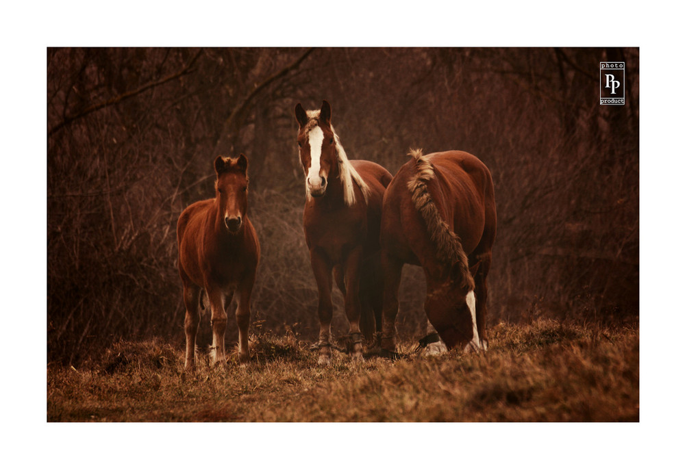 Фотографія Family / Ihor Bilyk / photographers.ua