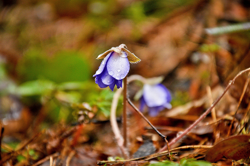 Фотографія Макро / Ihor Bilyk / photographers.ua