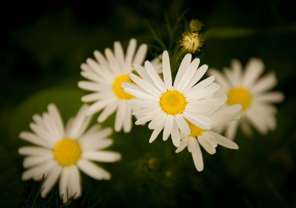 Фотографія Romashky / Ihor Bilyk / photographers.ua