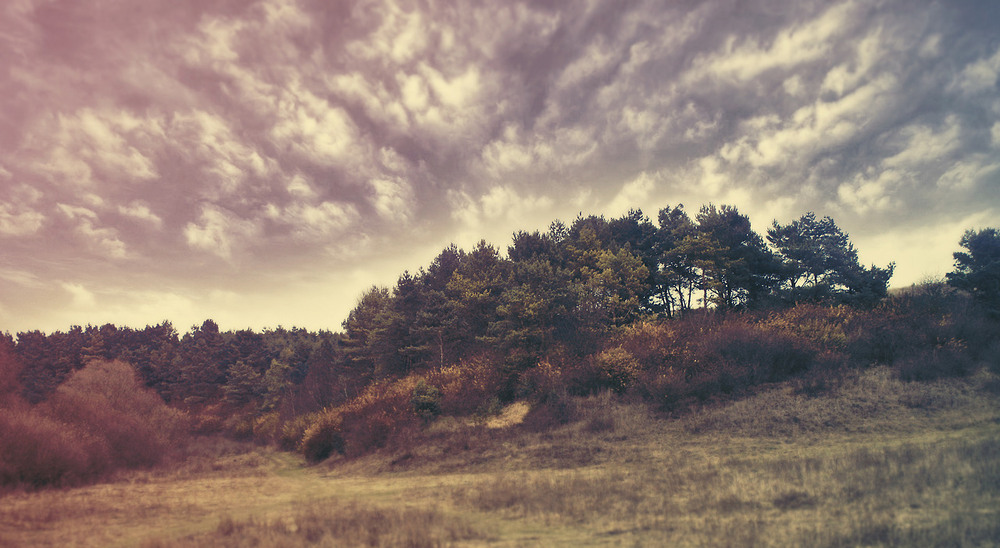 Фотографія Гай / Ihor Bilyk / photographers.ua