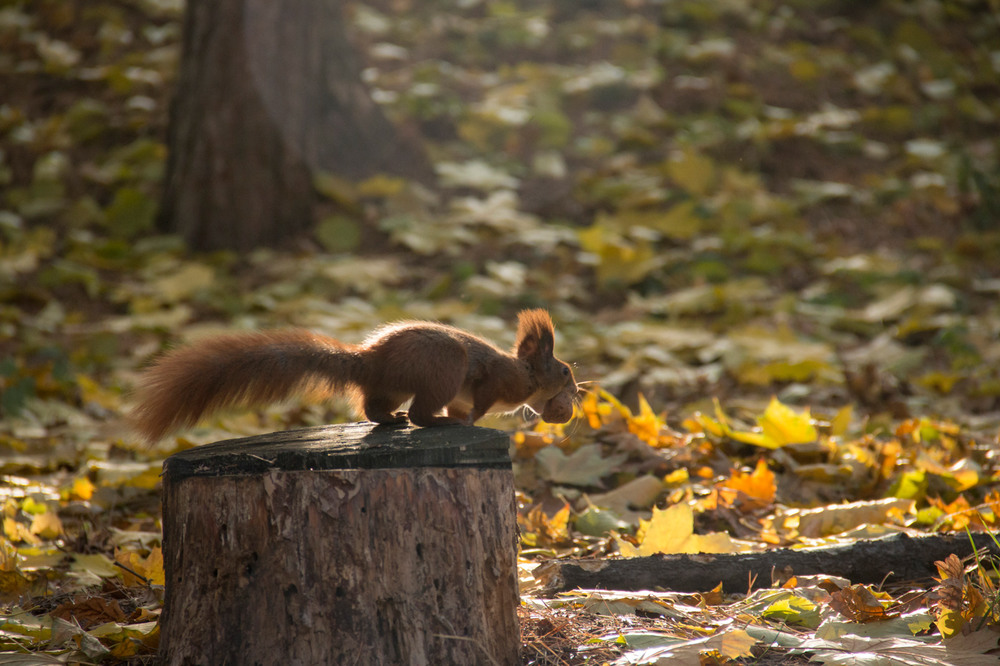 Фотографія Приготовилась к прыжку... / Sergey Slonitskyi / photographers.ua