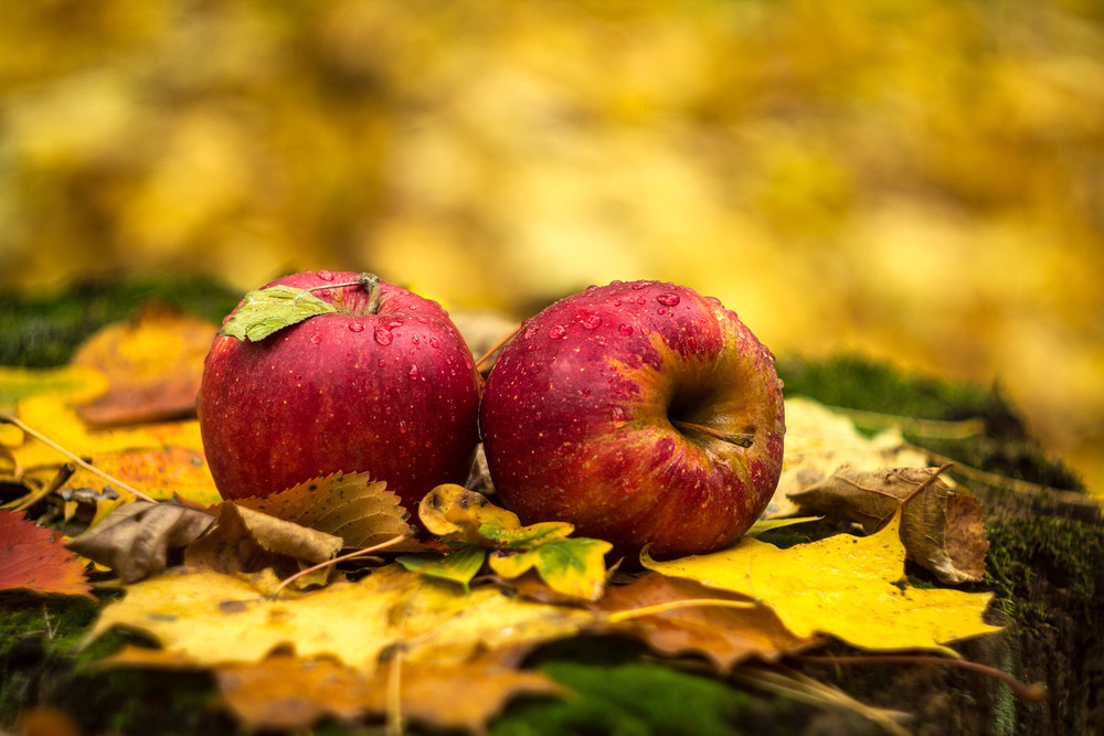 Фотографія Осенние красные яблочки / jDtnt / photographers.ua