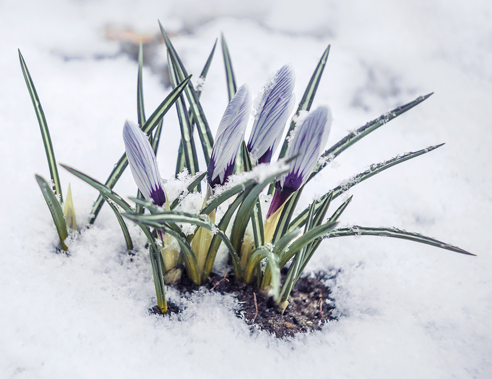 Фотографія Весна пришла в календаре, а за окном зима шумела... / jDtnt / photographers.ua