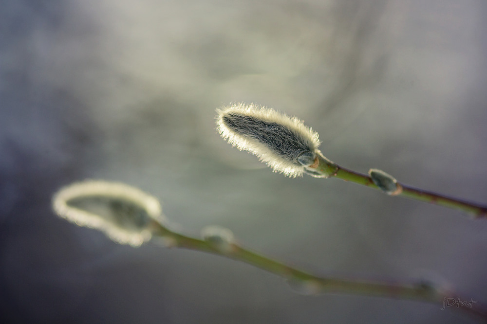 Фотографія Бутон Магнолии , мохнатый / jDtnt / photographers.ua