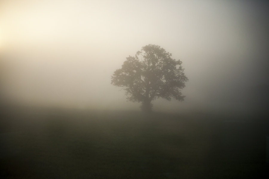 Фотографія Morning fog / Yuriy Patsula / photographers.ua