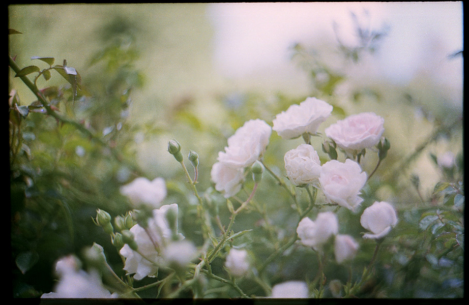 Фотографія Білі троянди / Tanya K / photographers.ua