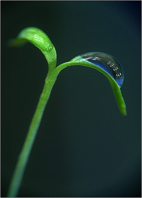 Фотографія * / Viktor Kudritskiy / photographers.ua