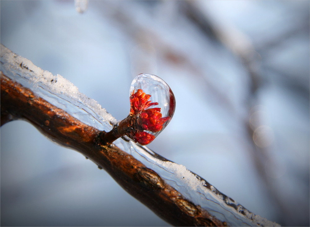 Фотографія Капелька зимы / Алена Гарастей / photographers.ua
