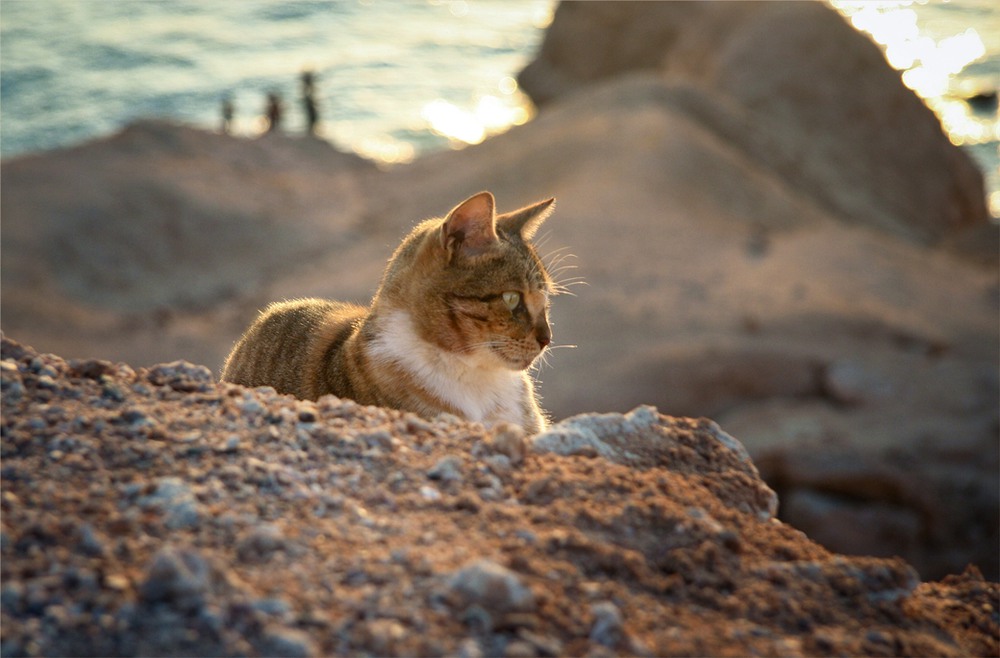 Фотографія И опять о морском котике... / Алена Гарастей / photographers.ua