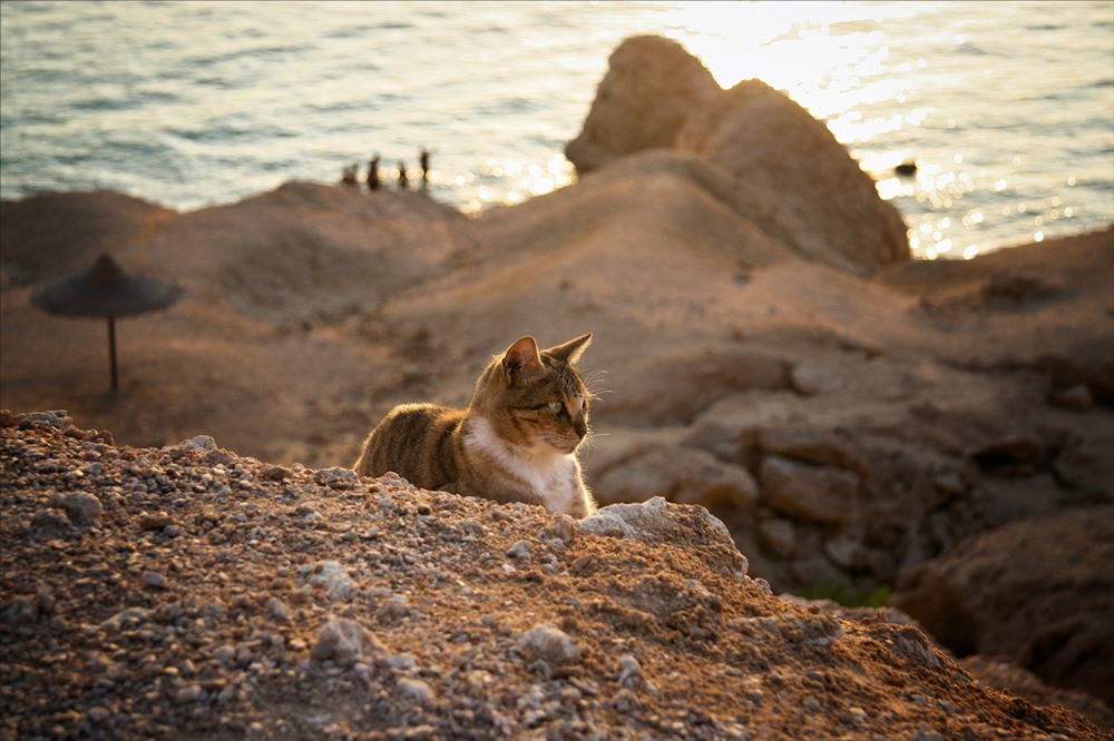 Фотографія О чем мечтают кошки на закате? / Алена Гарастей / photographers.ua
