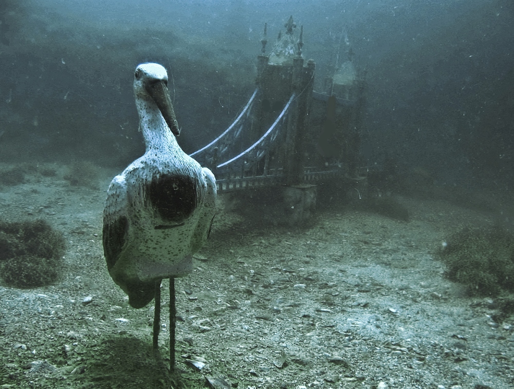 Фотографія Подводный мир / Алена Гарастей / photographers.ua