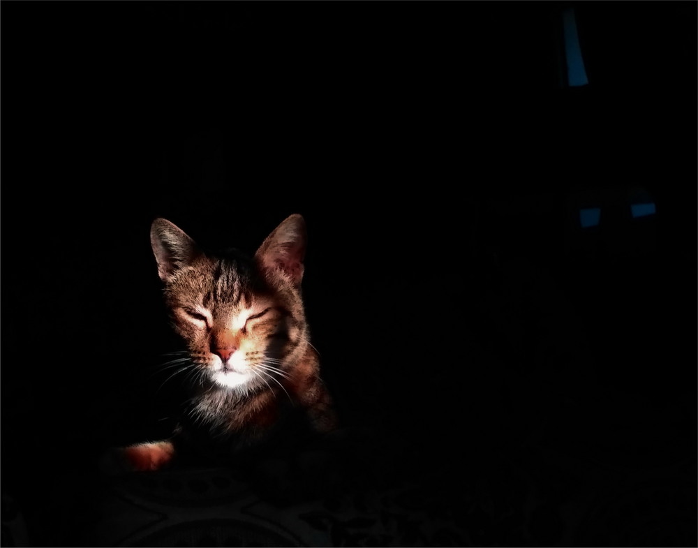 Фотографія Кошка в черной комнате / Алена Гарастей / photographers.ua