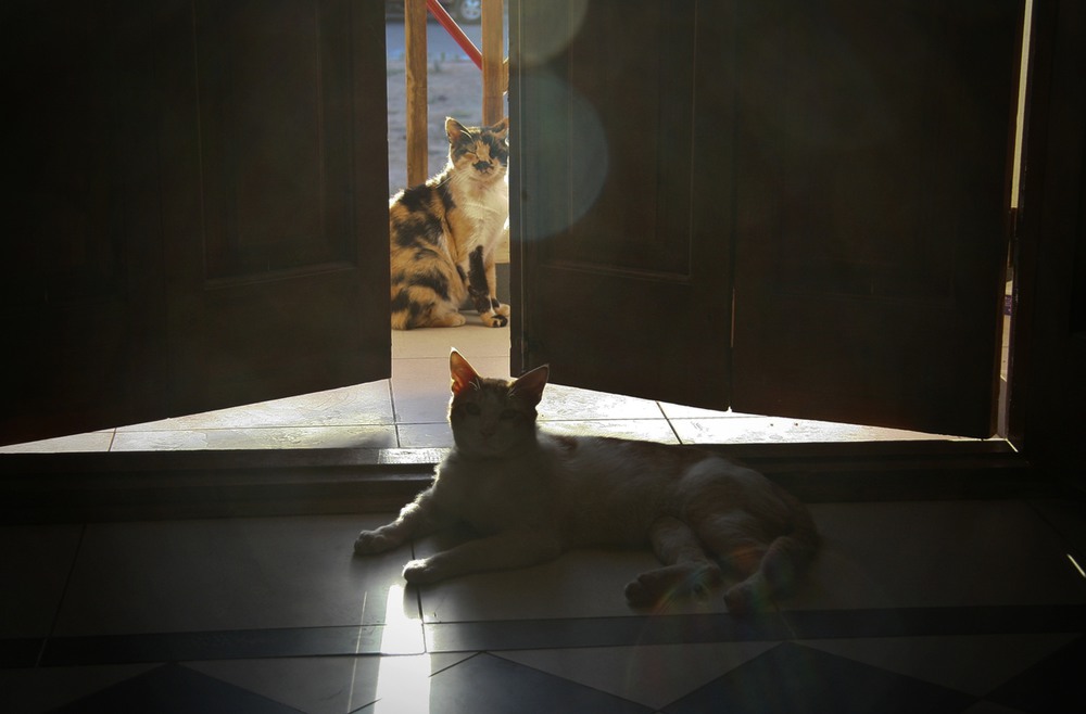 Фотографія Утренние лучики / Алена Гарастей / photographers.ua