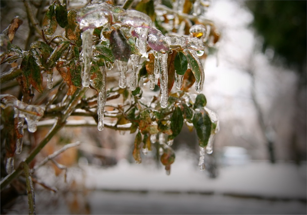 Фотографія Хрусталь зимы / Алена Гарастей / photographers.ua