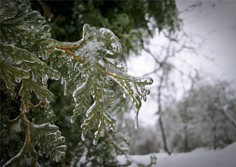 Фотографія Зимняя весна :) / Алена Гарастей / photographers.ua