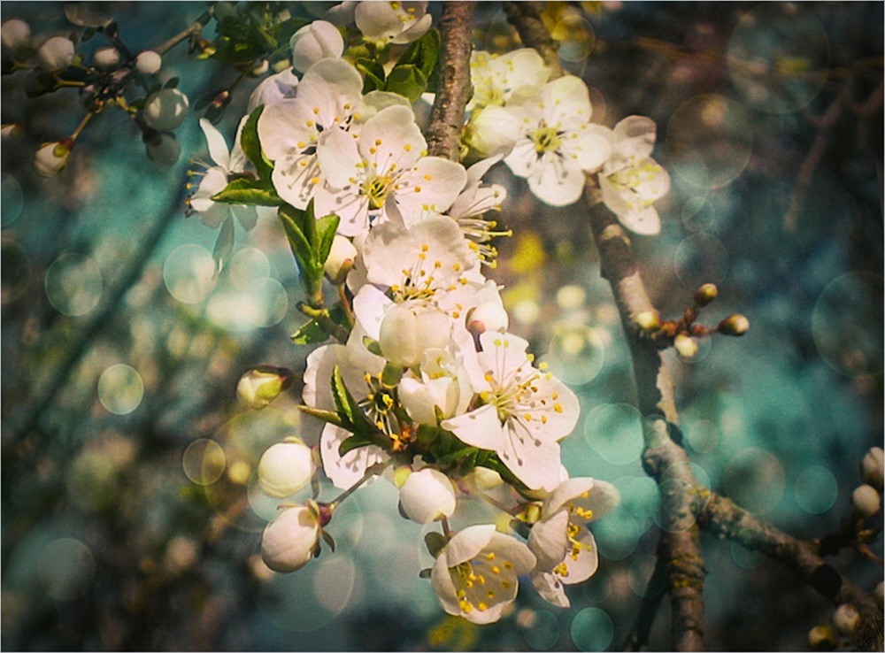 Фотографія Весна, по которой скучаю... / Алена Гарастей / photographers.ua