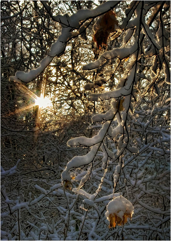 Фотографія В лучах уходящего солнца / Александр Батурский / photographers.ua